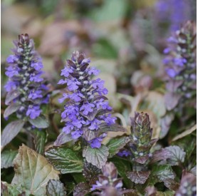 Ajuga reptans - Indás ínfű