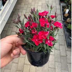 Dianthus caryophyllus - Kerti szegfű