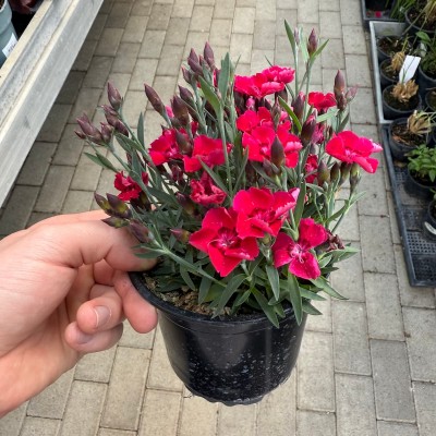 Dianthus caryophyllus - Kerti szegfű