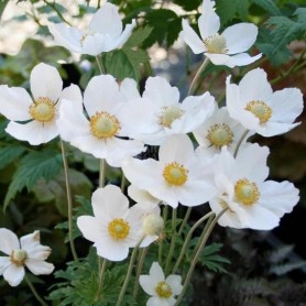Anemone sylvestris - Erdei szellőrózsa