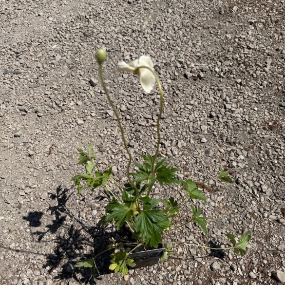 Anemone sylvestris - Erdei szellőrózsa