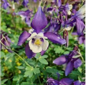 Aquilegia alpina 'Navy Blue' - Havasi harangláb