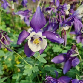 Aquilegia alpina 'Navy Blue' - Havasi harangláb