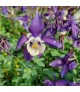 Aquilegia alpina 'Navy Blue' - Havasi harangláb