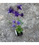Aquilegia alpina 'Navy Blue' - Havasi harangláb