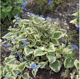 Brunnera 'Variegata' - Kaukázusi nefelejcs