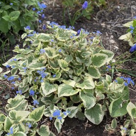 Brunnera macrophylla 'Variegata' - Kaukázusi nefelejcs