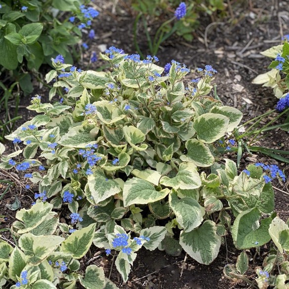 Brunnera macrophylla 'Variegata' - Kaukázusi nefelejcs