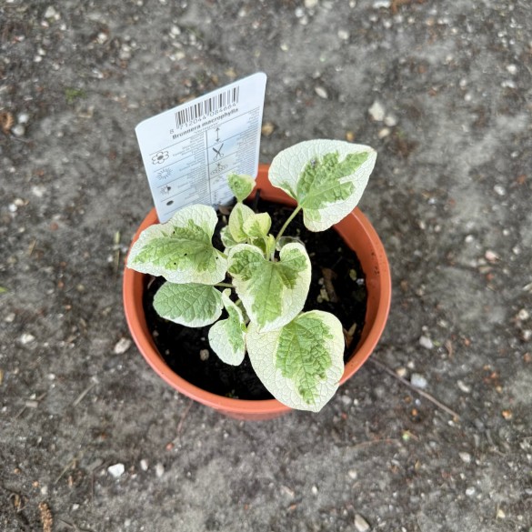 Brunnera macrophylla 'Variegata' - Kaukázusi nefelejcs