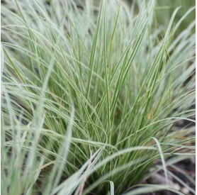 Carex 'Raureif' - Hegyi sás