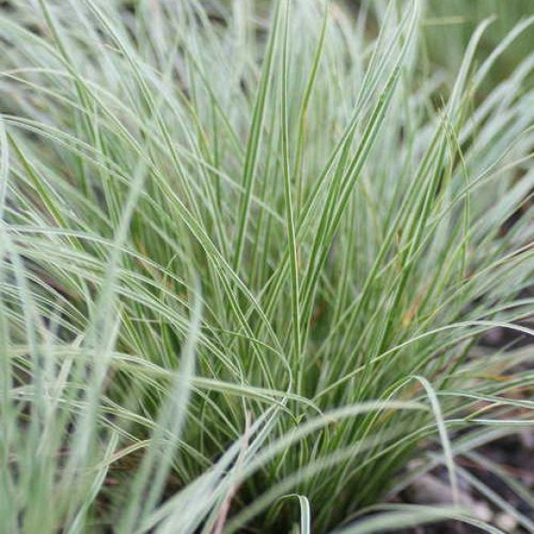 Carex 'Raureif' - Hegyi sás