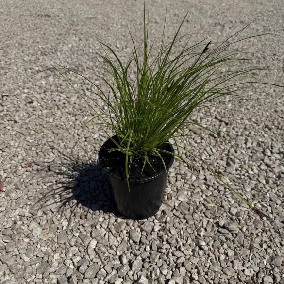 Carex 'Raureif' - Hegyi sás