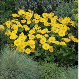 Doronicum orientale 'Leonardo Compact' - Zergevirág