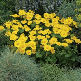 Doronicum orientale 'Leonardo Compact' - Zergevirág