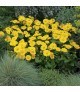 Doronicum orientale 'Leonardo Compact' - Zergevirág