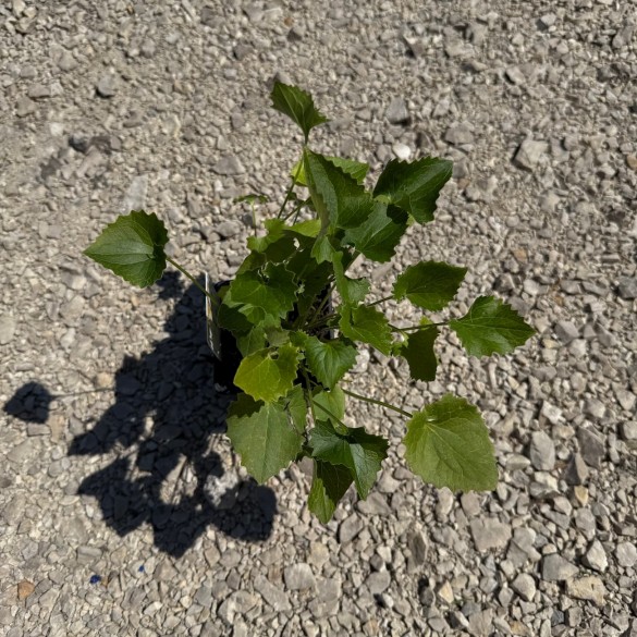 Doronicum orientale 'Leonardo Compact' - Zergevirág