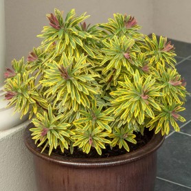 Euphorbia 'Ascot Rainbow' - Kutyatej