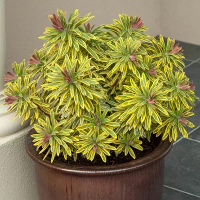 Euphorbia 'Ascot Rainbow' - Kutyatej