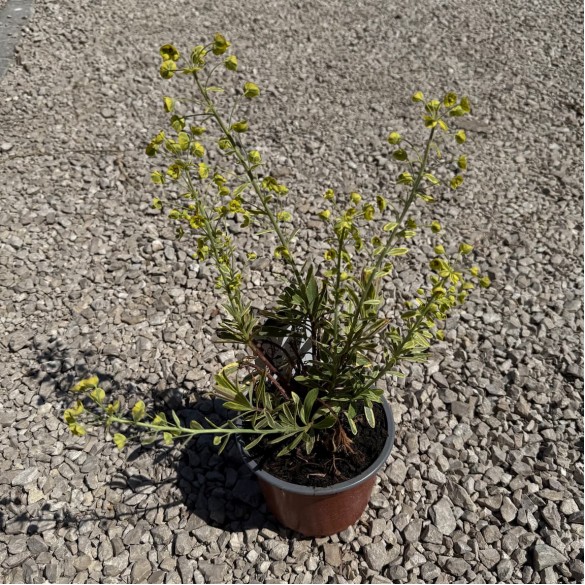Euphorbia 'Ascot Rainbow' - Kutyatej