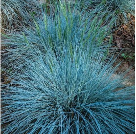 Festuca 'Intense Blue' - Kék csenkesz