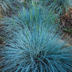 Festuca 'Intense Blue' - Kék csenkesz