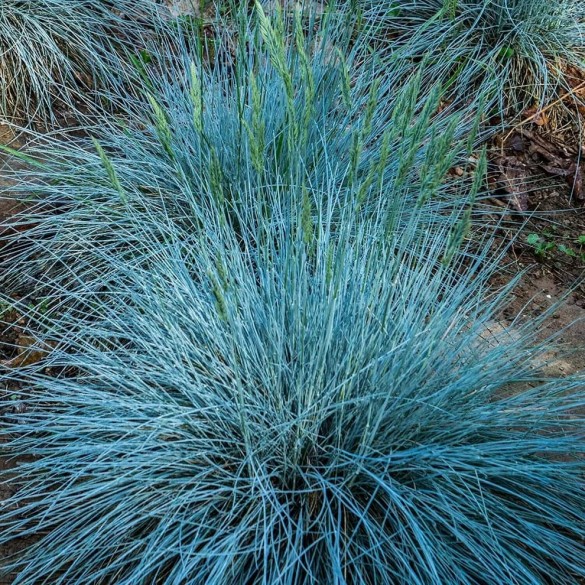 Festuca 'Intense Blue' - Kék csenkesz