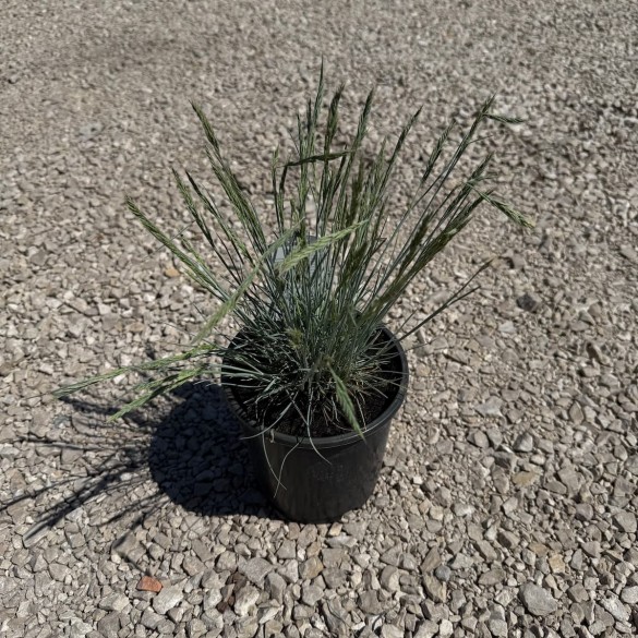 Festuca 'Intense Blue' - Kék csenkesz