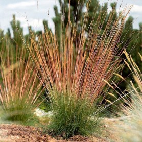 Festuca 'Sunrise' – Csenkesz