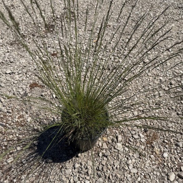 Festuca 'Sunrise' – Csenkesz