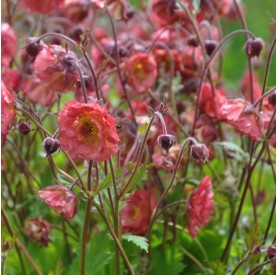 Geum 'Pink Petticoats' - Gyömbérgyökér