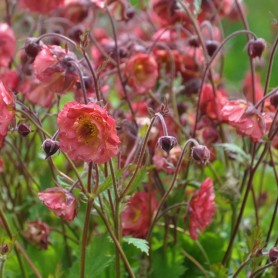 Geum 'Pink Petticoats' - Gyömbérgyökér