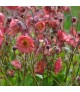 Geum 'Pink Petticoats' - Gyömbérgyökér