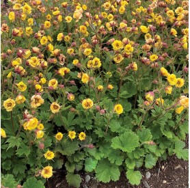 Geum 'Tempo Yellow' - Gyömbérgyökér