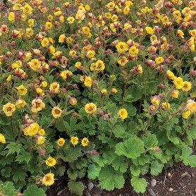 Geum 'Tempo Yellow' - Gyömbérgyökér