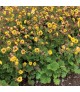 Geum 'Tempo Yellow' - Gyömbérgyökér