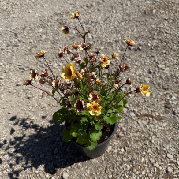 Geum 'Tempo Yellow' - Gyömbérgyökér