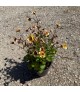 Geum 'Tempo Yellow' - Gyömbérgyökér