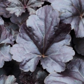 Heuchera 'Black Sea' - Tűzgyöngyvirág