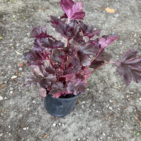 Heuchera 'Black Sea' - Tűzgyöngyvirág