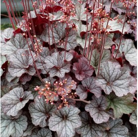 Heuchera 'Northern Exposure Silver' - Tűzeső