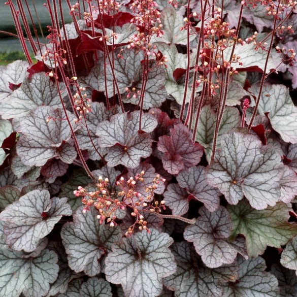 Heuchera 'Northern Exposure Silver' - Tűzeső