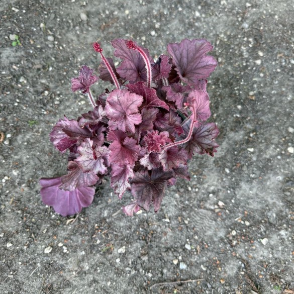 Heuchera 'Northern Exposure Silver' - Tűzeső