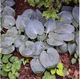 Hosta 'Blue Umbrellas' - Árnyékliliom