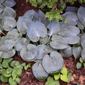 Hosta 'Blue Umbrellas' - Árnyékliliom