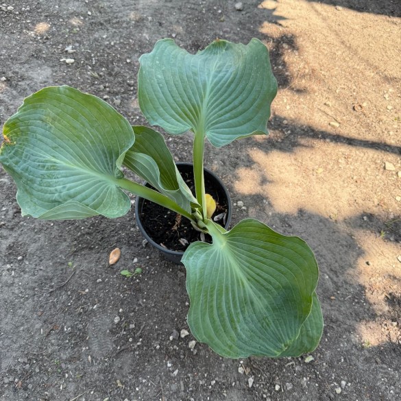 Hosta 'Blue Umbrellas' - Árnyékliliom