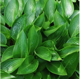 Hosta 'Devon Green' - Árnyékliliom