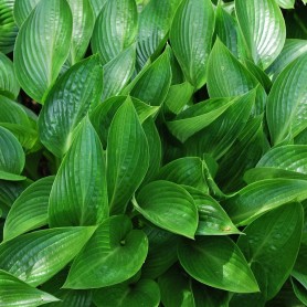 Hosta 'Devon Green' - Árnyékliliom