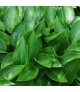 Hosta 'Devon Green' - Árnyékliliom