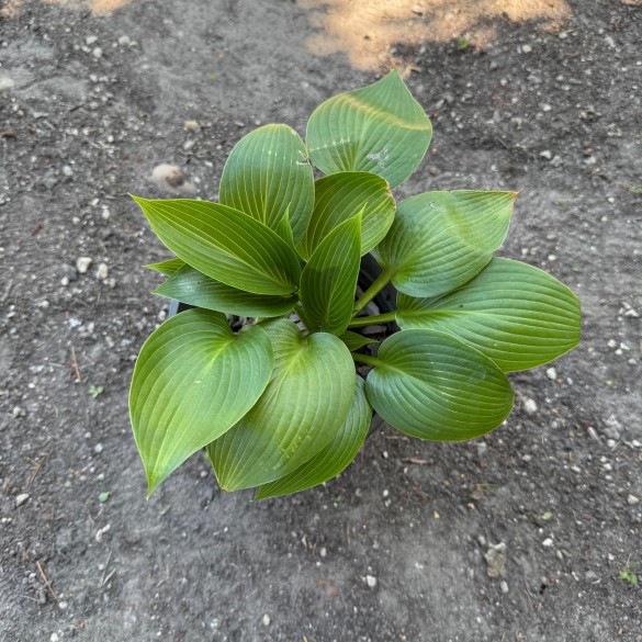 Hosta 'Devon Green' - Árnyékliliom