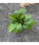 Hosta 'Devon Green' - Árnyékliliom